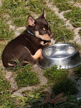 Working Kelpie Welpen