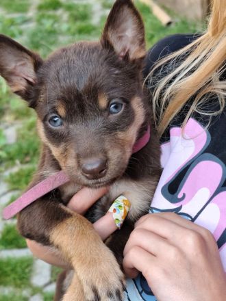 Working Kelpie Welpen