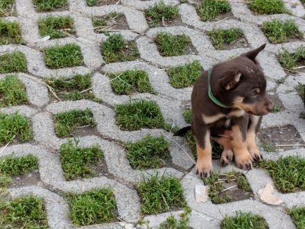 Working Kelpie Welpen