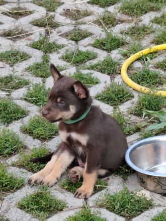 Working Kelpie Welpen