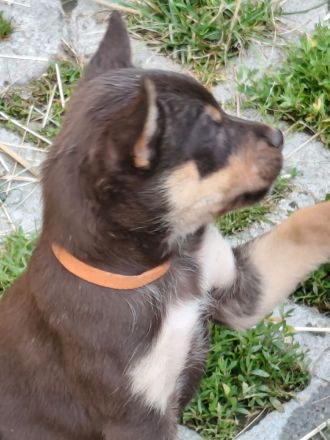 Working Kelpie Welpen