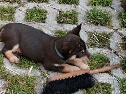 Working Kelpie Welpen