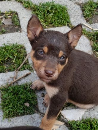 Working Kelpie Welpen