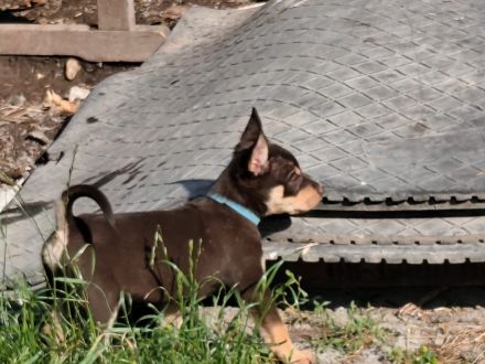 Working Kelpie Welpen