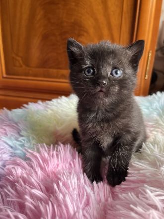 Sehr süsse Kätzchen BKH Mix mit Hauskatze suchen ein neues Zuhause.