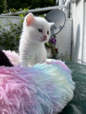 Sehr süsse Kätzchen BKH Mix mit Hauskatze suchen ein neues Zuhause.