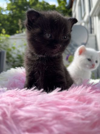 Sehr süsse Kätzchen BKH Mix mit Hauskatze suchen ein neues Zuhause.
