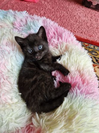 Sehr süsse Kätzchen BKH Mix mit Hauskatze suchen ein neues Zuhause.