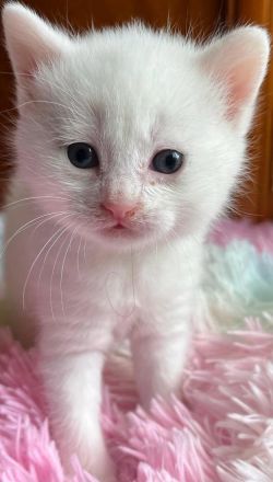 Sehr süsse Kätzchen BKH Mix mit Hauskatze suchen ein neues Zuhause.