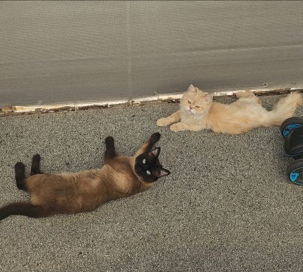 2 Kater (Simba und Gismo) in liebevolle Hände abzugeben