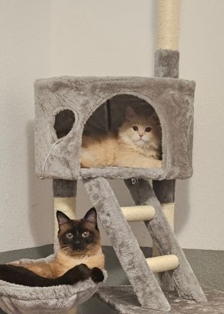 2 Kater (Simba und Gismo) in liebevolle Hände abzugeben