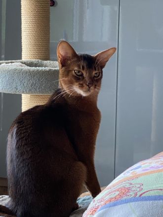 Traumhaft lieber Kater