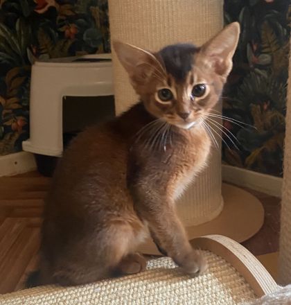 Traumhaft schönes Katerchen