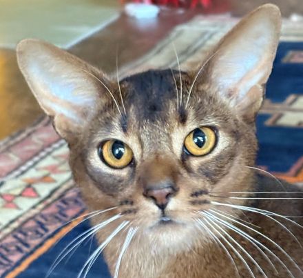 Traumhaft lieber Kater