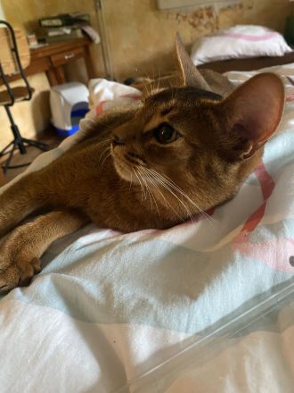 Traumhaft schönes Katerchen