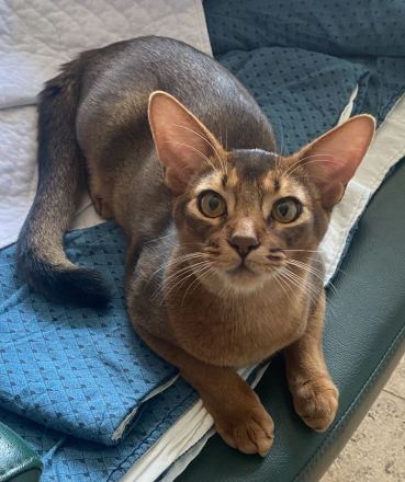 Traumhaft lieber Kater