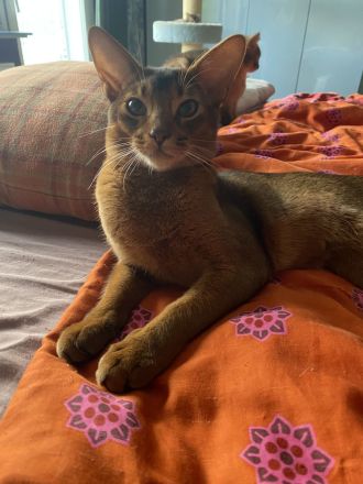 Traumhaft lieber Kater