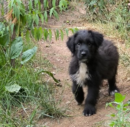 Doodle Welpen, Abgabebereit