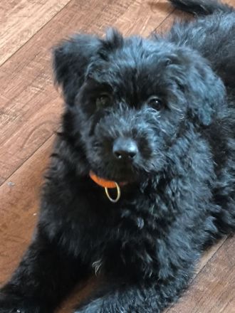 Doodle Welpen, Abgabebereit