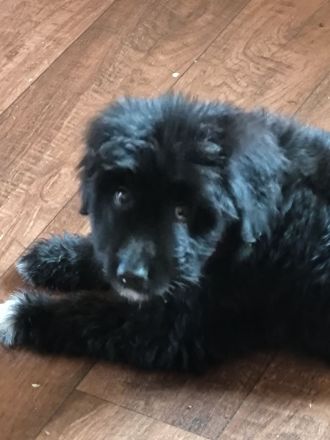 Doodle Welpen, Abgabebereit