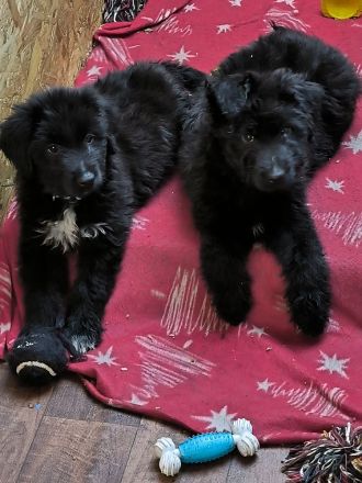 Doodle Welpen, Abgabebereit