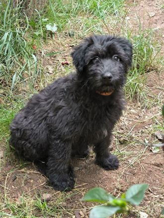 Doodle Welpen, Abgabebereit