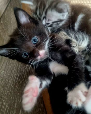 Maine Coon Kitten Mix
