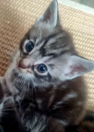 Maine Coon Kitten Mix