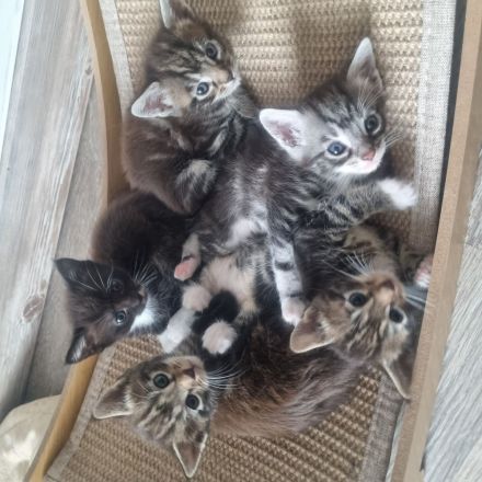 Maine Coon Kitten Mix