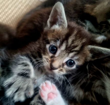 Maine Coon Kitten Mix
