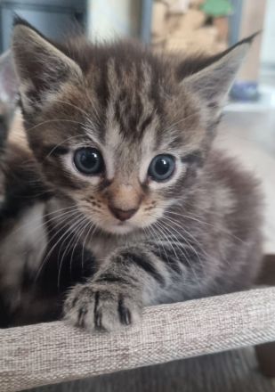 Maine Coon Kitten Mix