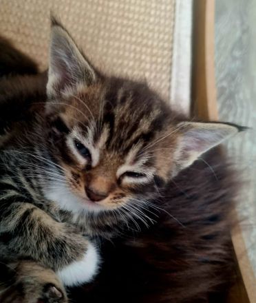 Maine Coon Kitten Mix