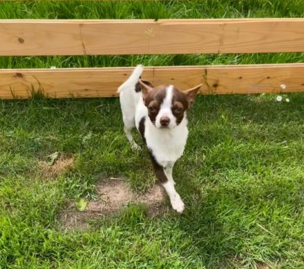 Deckrüde Chihuahua Leo steht liebevollen Hündinnen zur Verfügung