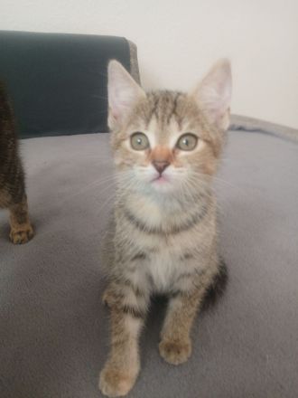 ZWEI BABY KATZEN SUCHEN AB DEM 18.06 NEUES ZUHAUSE