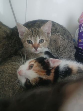 ZWEI BABY KATZEN SUCHEN AB DEM 18.06 NEUES ZUHAUSE