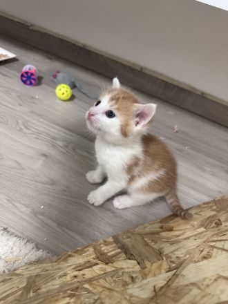 EKH Kitten (männlich) im Juli abgabebereit