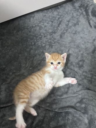 EKH Kitten (männlich) im Juli abgabebereit