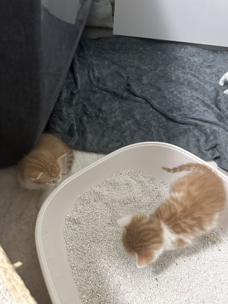 EKH Kitten (männlich) im Juli abgabebereit