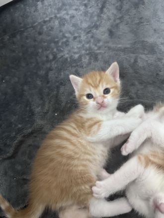 EKH Kitten (männlich) im Juli abgabebereit