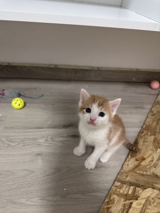 EKH Kitten (männlich) im Juli abgabebereit