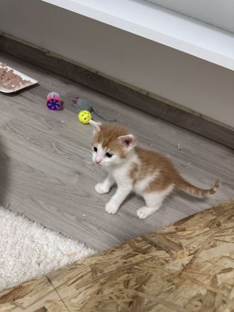 EKH Kitten (männlich) im Juli abgabebereit