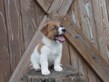 Jack Russell Terrier mit FCI Papiere