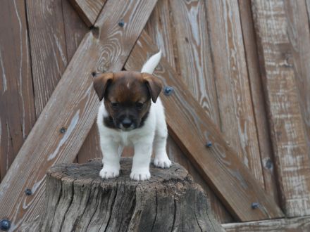 Jack Russell Terrier mit FCI Papiere