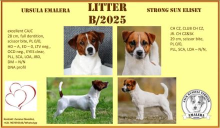 Jack Russell Terrier mit FCI Papiere