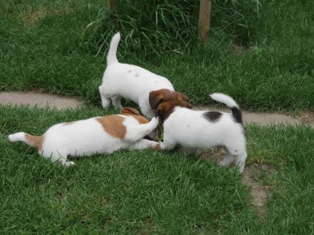 Jack Russell Terrier mit FCI Papiere