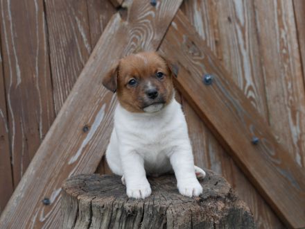 Jack Russell Terrier mit FCI Papiere