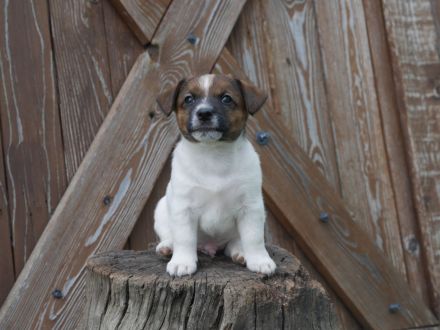 Jack Russell Terrier mit FCI Papiere