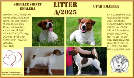 Jack Russell Terrier mit FCI Papiere