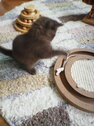 bkh zimt mädel  wartet  auf  ein  gutes  zuhause