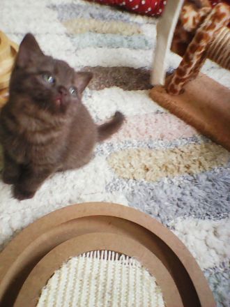 bkh zimt mädel  wartet  auf  ein  gutes  zuhause